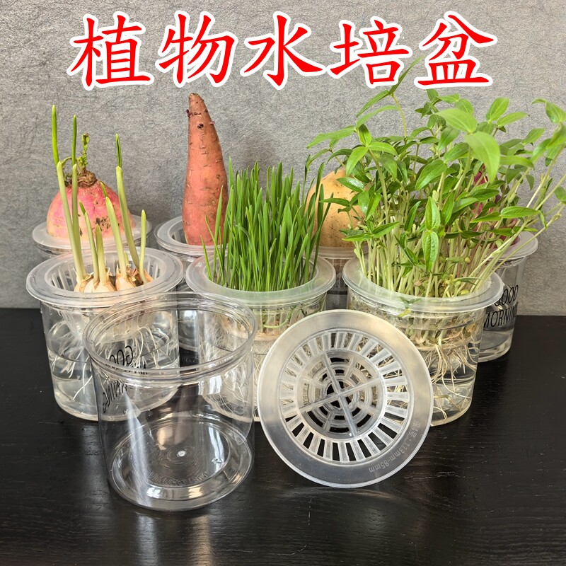 水培大蒜器皿塑料透明花盆栽土豆红薯豆子桌面绿植种植瓶蔬菜创意