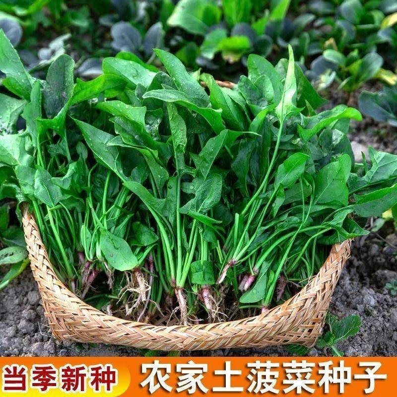 老品种尖叶小叶土菠菜种子