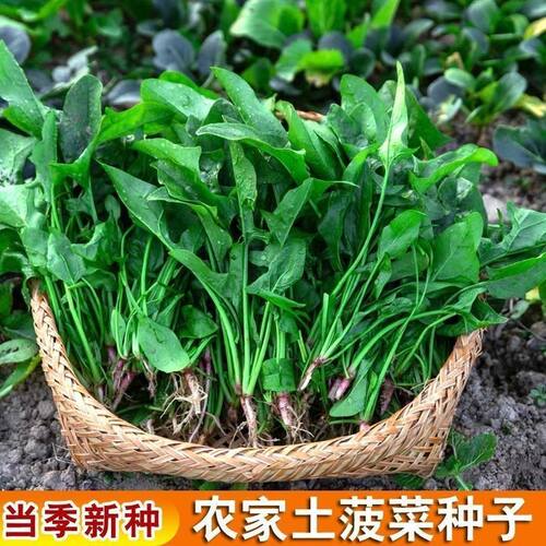 老品种尖叶小叶土菠菜种子