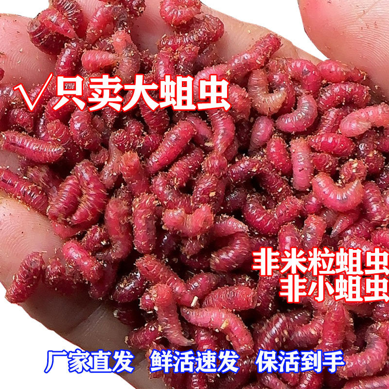 包邮大号鲜活体蛆肉蛆虫鲫鱼鲤鱼蛆虫野钓红蛆活蛆牙子白蛆