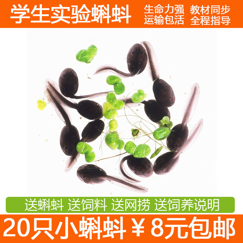 蝌蚪活体蝌蚪苗宠物小蝌蚪饲料学其它水族宠物