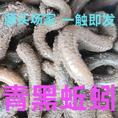 青黑鲜活蚯蚓户外钓黄鳝钓黄辣丁专用活饵