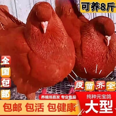 纯种巨型元宝鸽子活公母一对大体种鸽幼鸽观赏宠物肉鸽包下蛋包邮