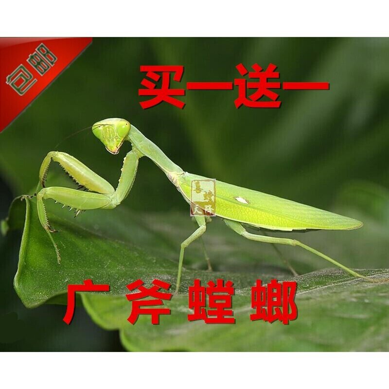 广斧螳螂广腹螳螳螂活体宠物圆盾螳螂昆虫大刀螳兰花螳螂螳螂卵鞘