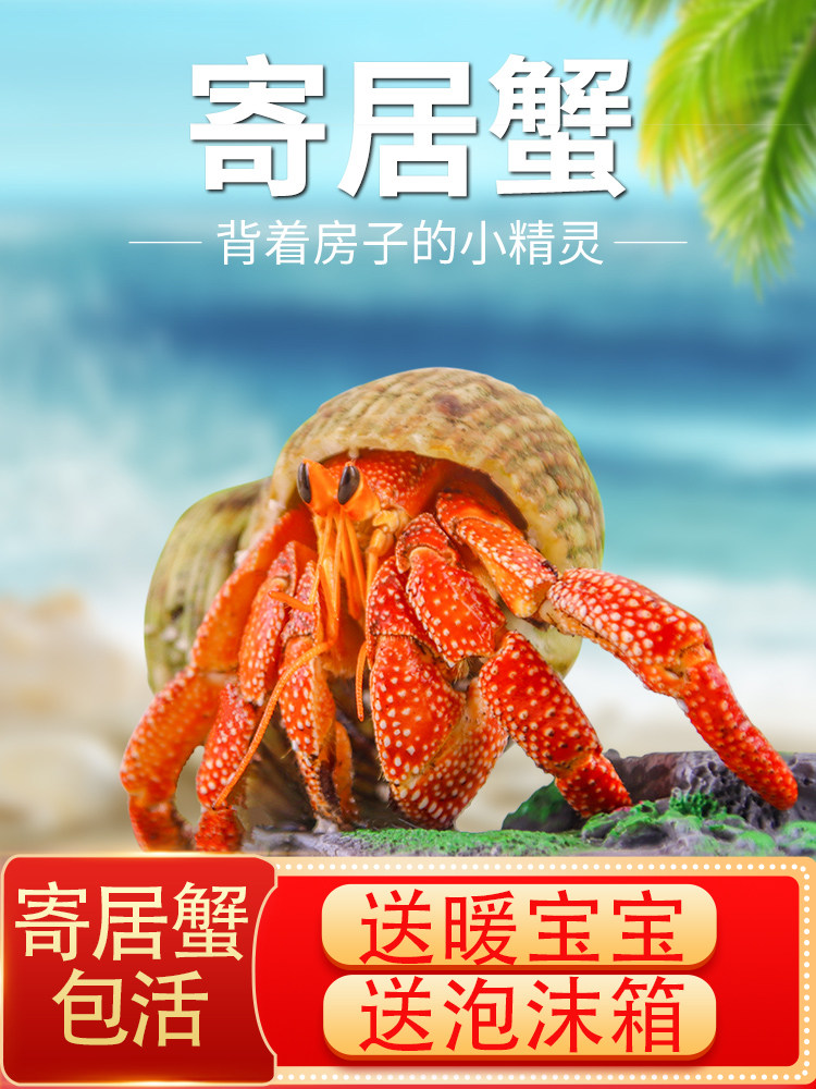 寄居蟹懒人迷你宠物攀爬动物新手好养进口活体观赏蟹草莓里拉灰白
