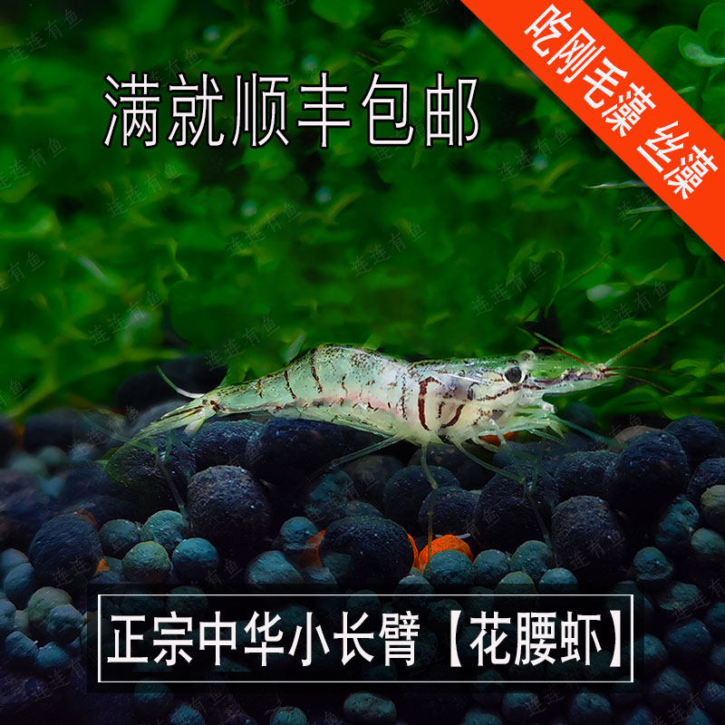 除刚毛藻丝藻鱼缸观赏宠物中华小长臂虾秀丽白冷水花腰虾包活包损