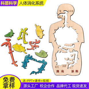 消化系统木趣味人体器官认知模型科技小制作手工diy简易自制 材料