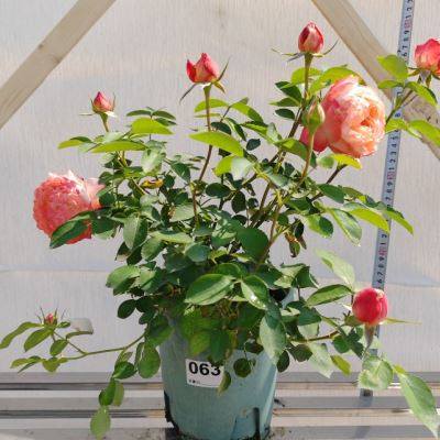 极速盲拍一加仑优质苗,单颗包邮,原土原盆,R选购苗木请看详情