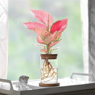 极速大颗文竹盆栽室内盆景植物摆件办H公室桌面专用水培小大棵茶