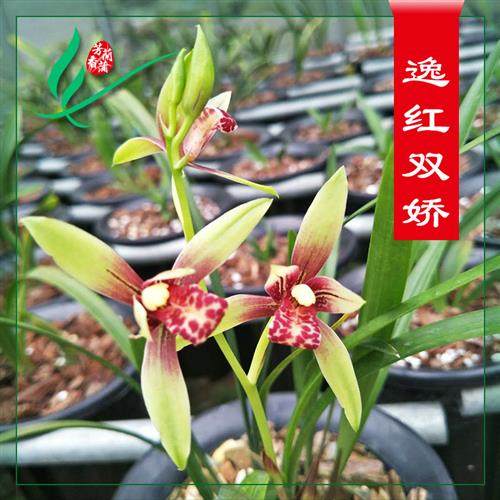 极速建兰兰c花苗四季逸红双娇浓香卉盆景栽土绿带草植物名贵花苞