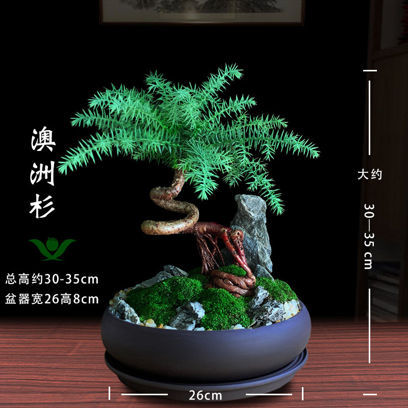 极速澳洲杉盆景不老松室内耐阴盆栽山石造型树桩客V厅绿植好养易