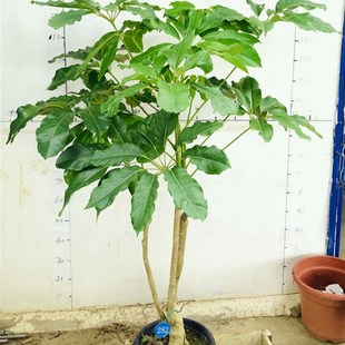 极速12.3米昆士兰大叶伞x一物一拍网红室内外大型绿植盆栽净化