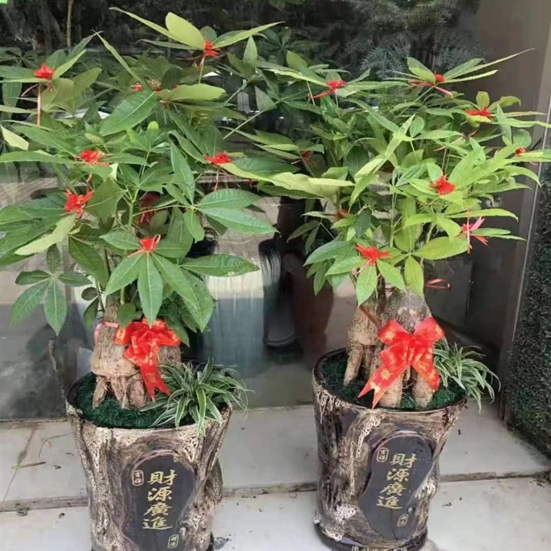 极速提根发财树大棵客厅怪头发财树盆栽室内大型绿植旺.宅招财乔
