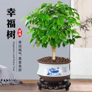 极速适合客厅摆放的花q幸福树盆栽盆景绿植小型室内绿色植物家养