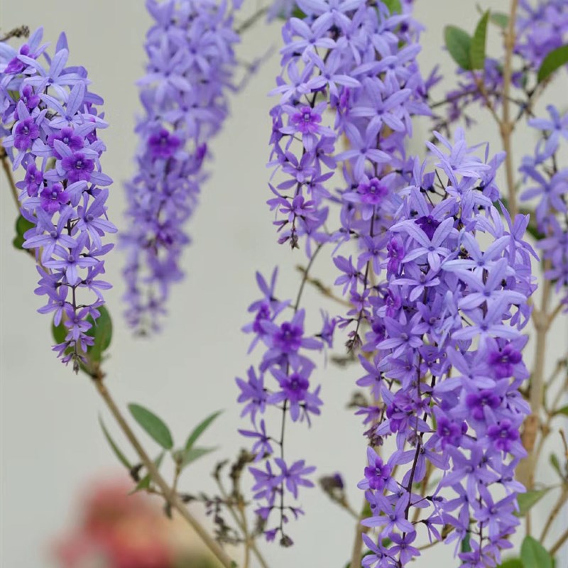 极速大叶蓝色g的花藤  梦幻 浪漫  反复开花 大型藤本