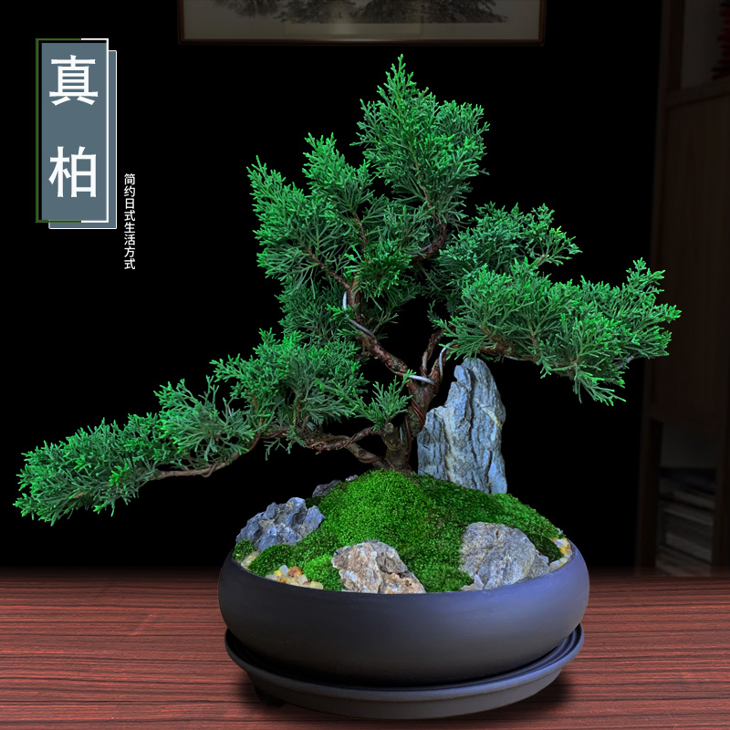 极速真柏盆景迎客悬崖造型松柏植物老桩室内客厅绿植X桌面盆栽四
