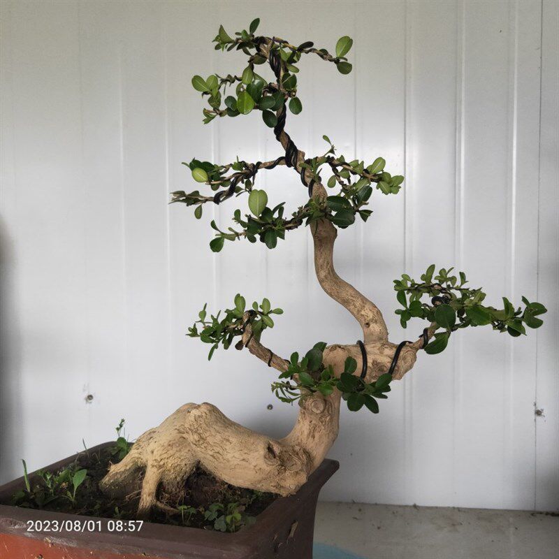 极速促精品盆景瓜子黄杨老桩曲杆童子功江苏小P叶白皮四季常青阳