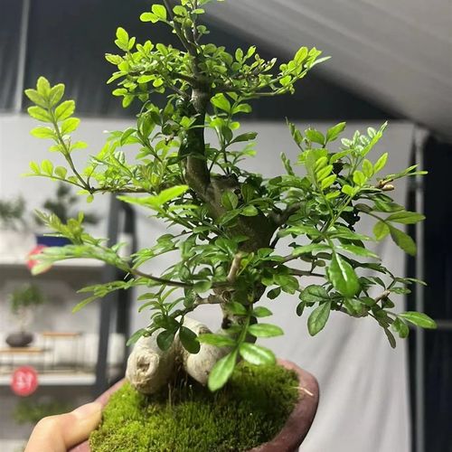 极速高端a盆景  一物一拍