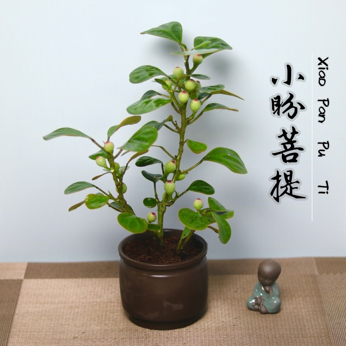 【小盼菩提】菩提树室内四季常青小菩提植物