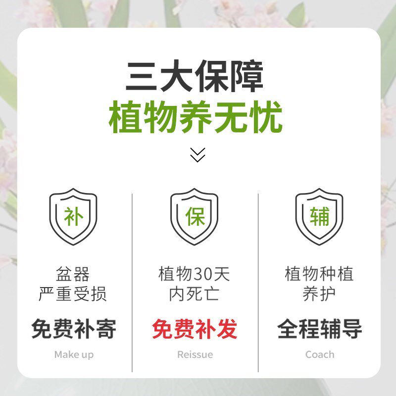 多肉植物组合室内小盆q栽玉露桃蛋带陶瓷花盆土老桩高端仙人球绿