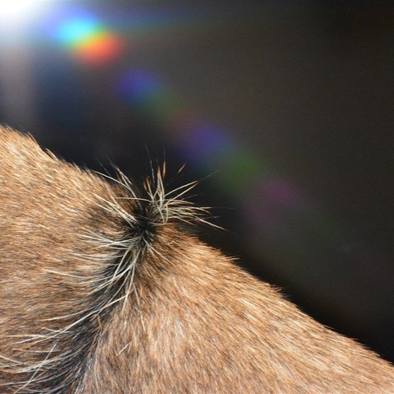 整张动物皮毛一体地毯69 山羊皮真皮地垫门垫台Q布桌布 椅垫沙发,居家布艺,家用脚垫,淘宝优惠券,粉丝福利购,淘宝优惠卷