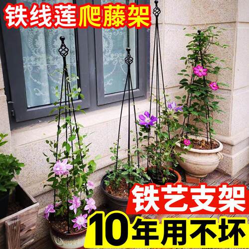 铁线 线爬藤架铁艺花支架月季花莲架爬藤植物支伸缩杆园艺花盆支
