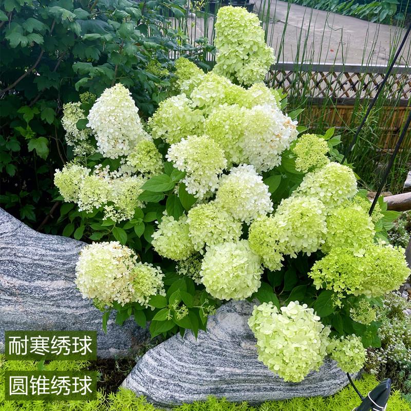 圆锥绣球石灰灯香草草莓花苗盆栽木绣球晒北极熊北方耐寒花镜植物