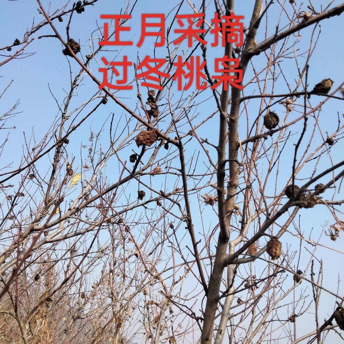 正月真正的桃枭原皮恋枝桃桃奴桃枭正宗野生毛桃核东南枝树上摘果