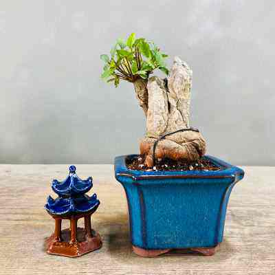 新品小叶榆树抱石微型盆景花卉植物室内花榔榆客厅V办公室桌面绿