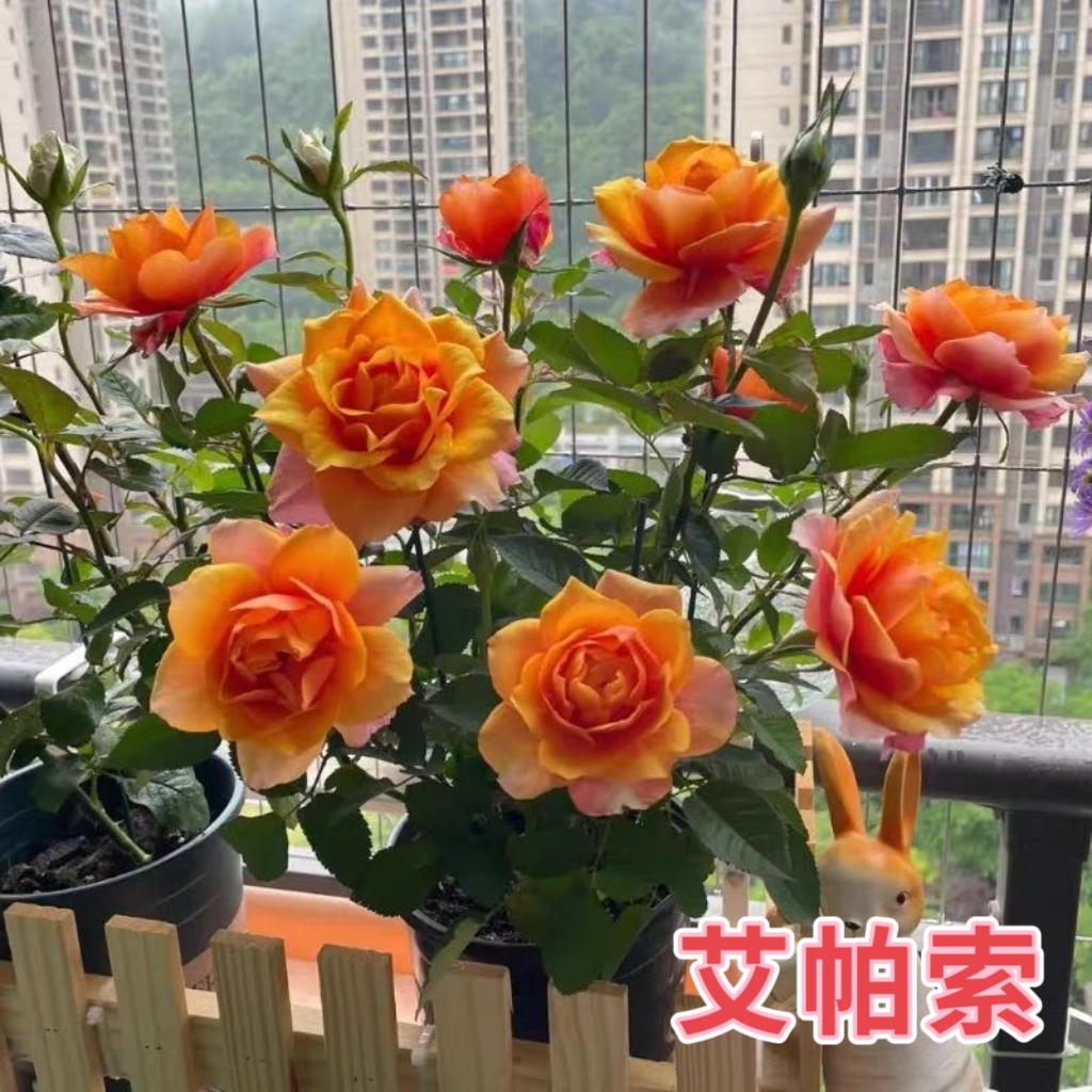 永远的艾帕索月季扦插灌木阳台大花微型月季花苗四季浓香玫瑰花