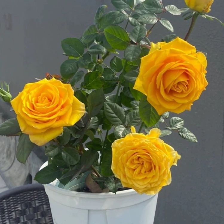 苏格兰黄油  月季花苗特大花开花黄玫瑰室内阳台四季盆栽花卉绿植