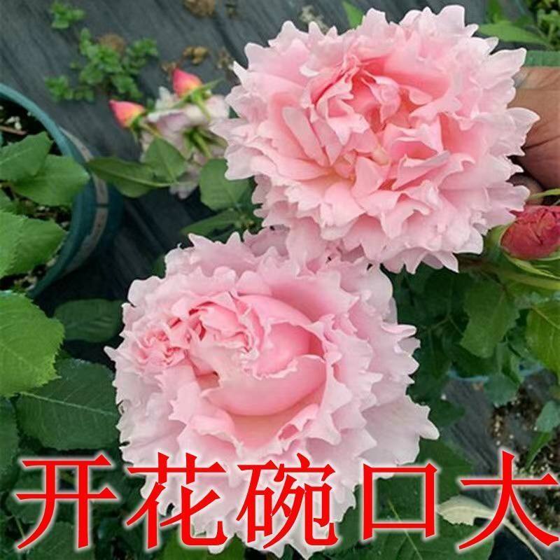 索菲罗莎月季花特大花欧月季玫瑰月季/蔷薇/玫瑰