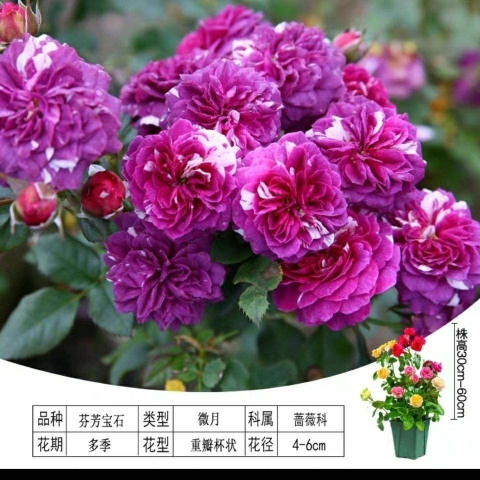 芬芳宝石月季灌木重瓣浓香型奶油条纹月季  多季节重复开花月季苗