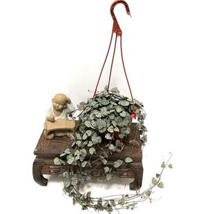 爱之蔓锦藤蔓爬藤植物多肉吊兰垂吊绿植小盆栽室内室外好养易成活