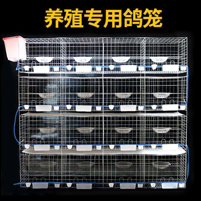 加粗鸽子笼养殖笼大号12位16肉鸽配对笼子家用组装笼全套木质