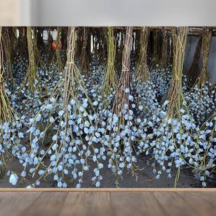 爆款干花尤加利果桉树果十字果真花家居装饰插花北欧风云南工厂