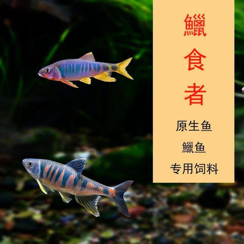 原生鱼饲料宽鳍鱲长鳍鱲类高屏鱲纵纹鱲马口鱲鱼专用超级增色饲料