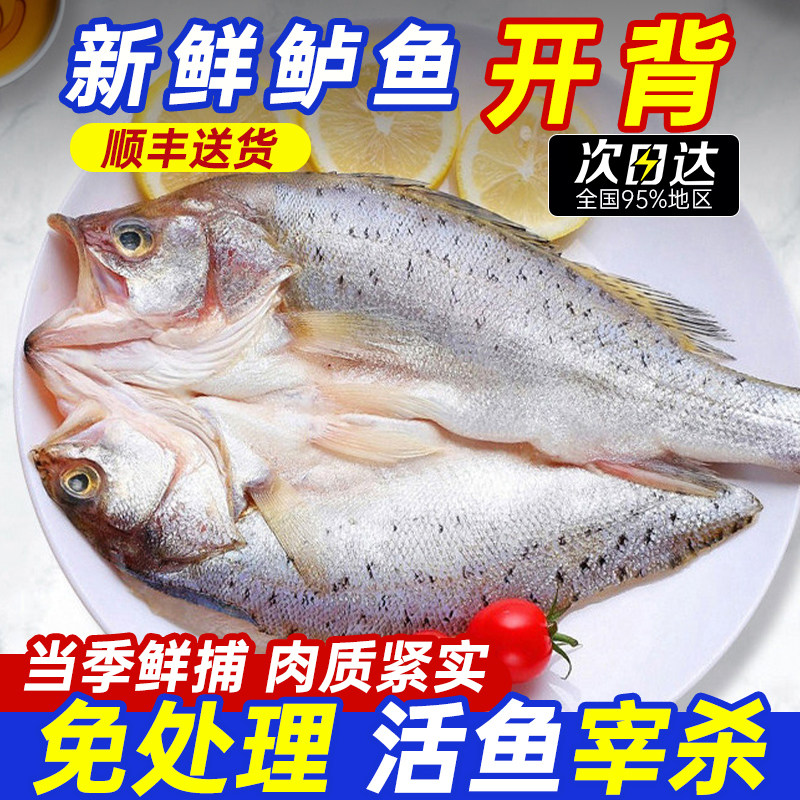 海鲈鱼开背新货鲜冻冷冻鲜活清蒸海卢鱼水产烤鱼半成品商用