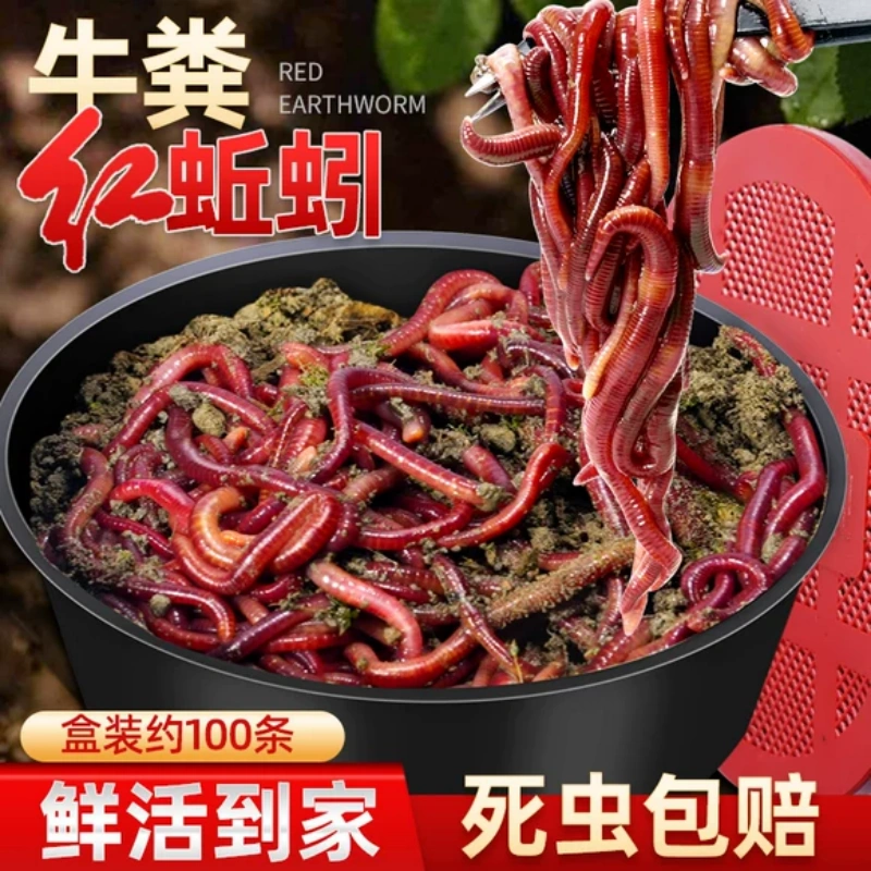 牛粪红蚯蚓活饵鲜活鱼饵红虫野钓盒装蚯蚓鲫鱼鲤鱼食湖库饵料小药