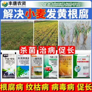 小麦发黄根腐病黄花叶病毒病黄叶干尖死苗烂棵杀菌剂套餐营养农药