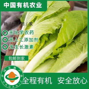 有机小白菜3斤装 现摘现发绿色蔬菜新鲜美味健康种植 有机认证