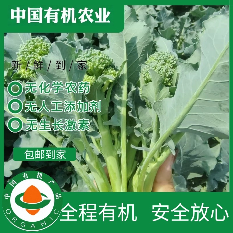 有机西兰苔西兰花菜3斤