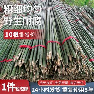 小竹杆蔬菜爬藤支架竹杆架种菜园搭架竹竿豆角篱笆栅栏彩旗细竹子