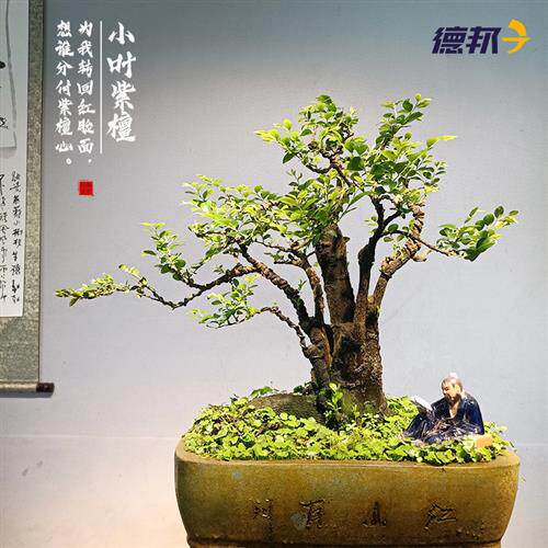 造型盆景小叶紫檀树桩花卉黑骨茶盆栽室内摆件镇宅四季常青绿植物
