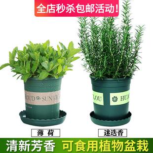 薄荷盆栽可食迷迭香防蚊虫薄荷叶阳台金钱木老桩盆栽庭院易活绿植