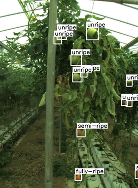 D00399-西红柿成熟度数据集三类标签原始数据集280张yolo格式