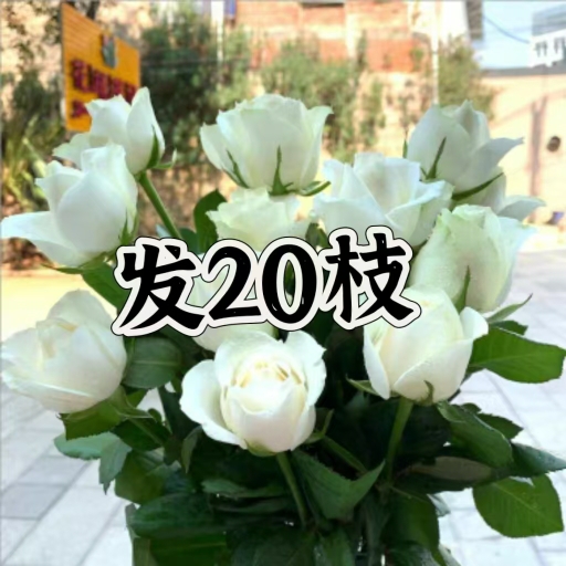 白雪山玫瑰花花束批发云南基地速递同城鲜花直发戴安娜艾莎黛安娜