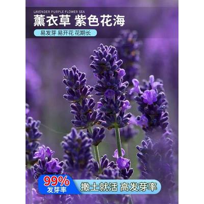 薰衣草种子四季易种多年生盆栽庭院绿化花海耐寒耐旱高温香草花籽