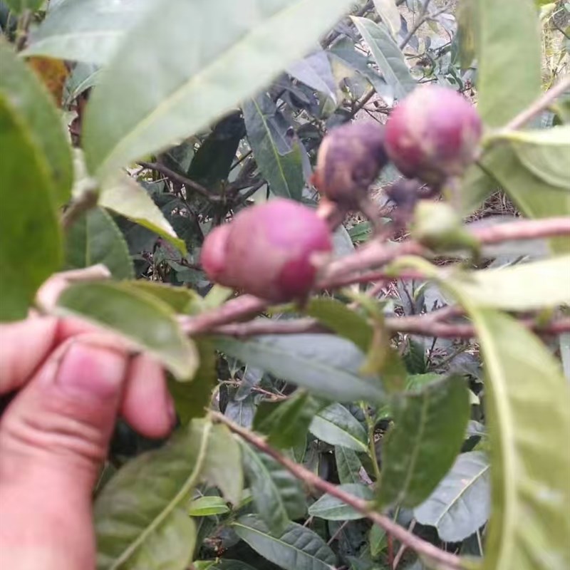 野茶象草五节芒禾本科农产Y品加工设备