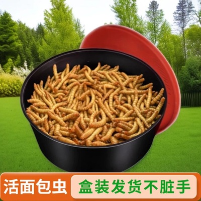 面包虫活体黄粉虫活虫石蛙蝎子蜘蛛开口虫画眉芦丁鸡饲料鸟食包邮